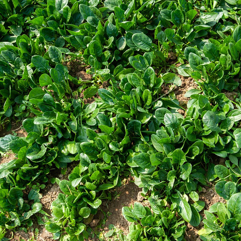 Frozen spinach 1 Frozen spinach 1
