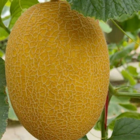 Semillas De Melón De Pulpa Verde, Forma Ovalada Corta, ME-080